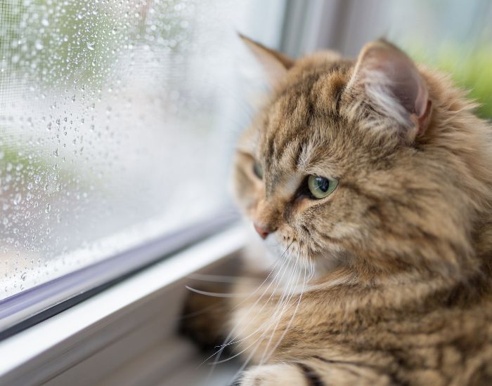 lipsa luminii solare poate fi responsabilă pentru depresia felină